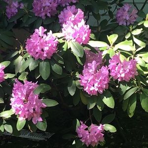 Meet your Posher, Cynthia